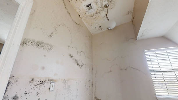 Best Indoor Air Quality Assessment  in Yuba City, CA