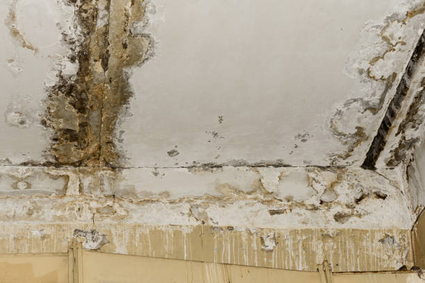 Best Residential Mold Inspection & Testing  in Yuba City, CA
