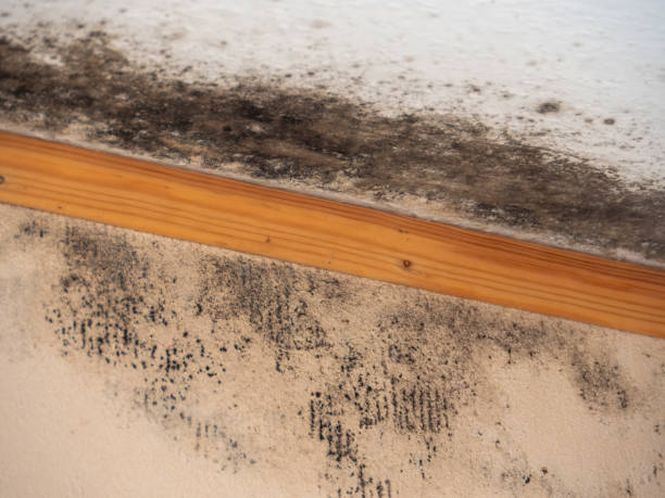Best Environmental Consulting for Mold Prevention  in Yuba City, CA