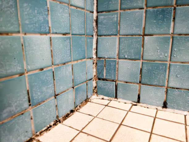 Yuba City, CA Mold Removal Company