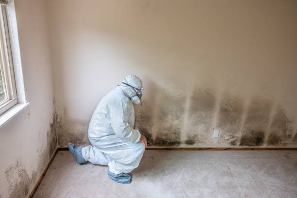 Best Mold Damage Restoration  in Yuba City, CA