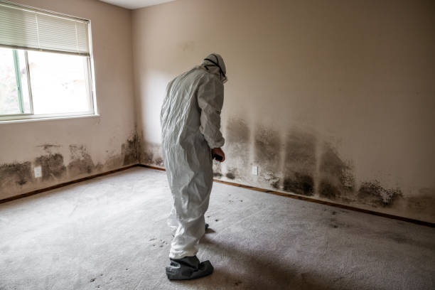 Best Mold Odor Removal Services  in Yuba City, CA