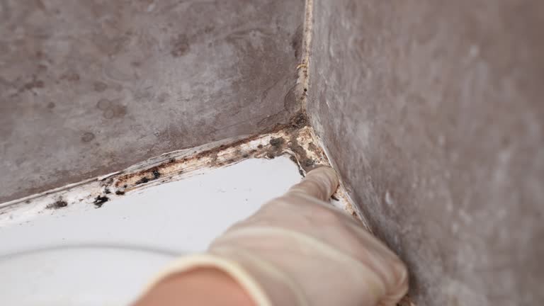 Best Water Damage & Mold Remediation  in Yuba City, CA